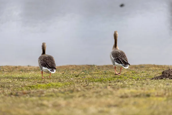 Two Greylag Geese Standing Grass Lake — Stock Photo, Image