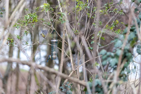 Teta Azul Sentado Comedero Aves Con Bolas Grasa —  Fotos de Stock