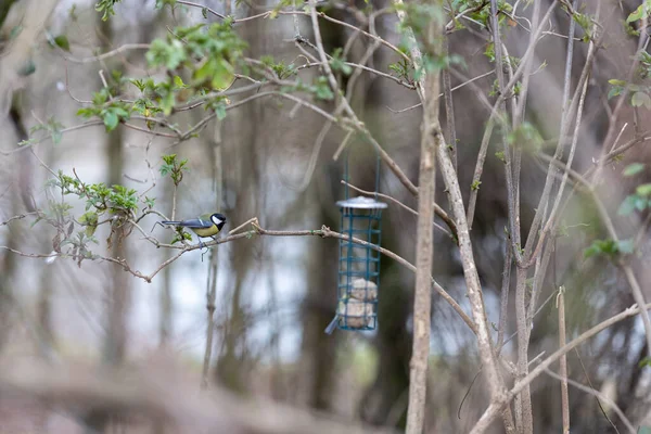 stock image Blue tit sitting on bird feeder with fat balls