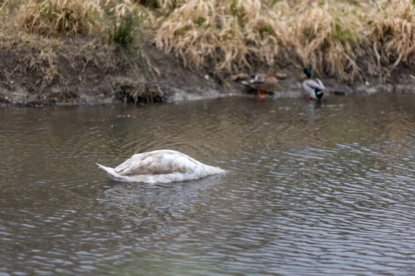 池塘里美丽的天鹅 — 图库照片
