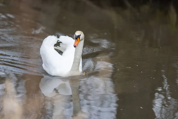 Cisne Elegante Flutuando Água Alemanha — Fotografia de Stock