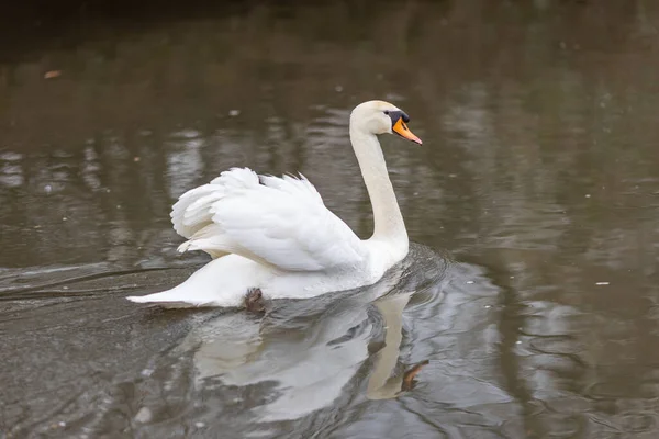 Cisne Elegante Flutuando Água Alemanha — Fotografia de Stock