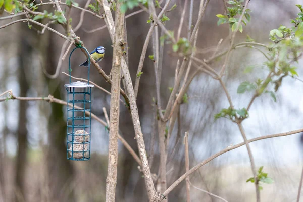 Синяя Синица Сидящая Птичьем Корме Жирными Шариками Лицензионные Стоковые Фото