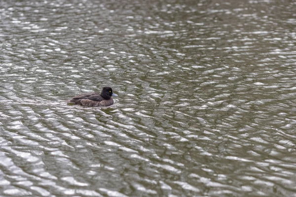 在湖上游泳的燕子拍得真漂亮 — 图库照片