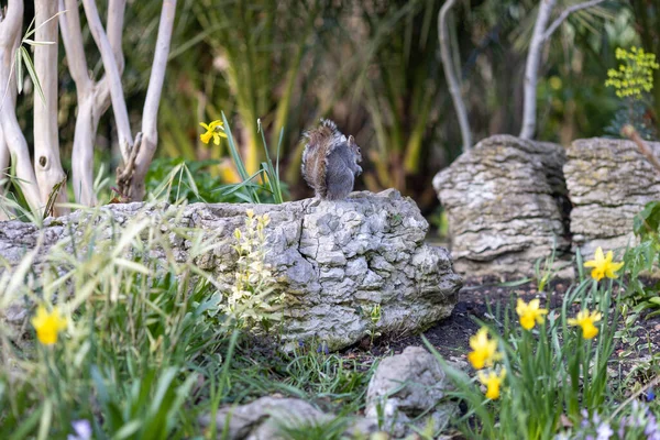 stock image Squirrel on a rock in the garden with yellow daffodils