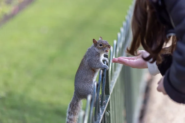 Σκίουρος Στο Πάρκο Τρώει Φαγητό Από Χέρι Μιας Γυναίκας — Φωτογραφία Αρχείου