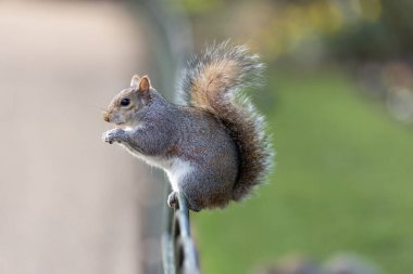 Doğu Gri Sincap (Sciurus carolinensis) atıştırmalıktan hoşlanır..