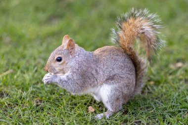 Gri bir sincaba yakın, Sciurus carolinensis, tarlada oturmuş yemek yiyor..