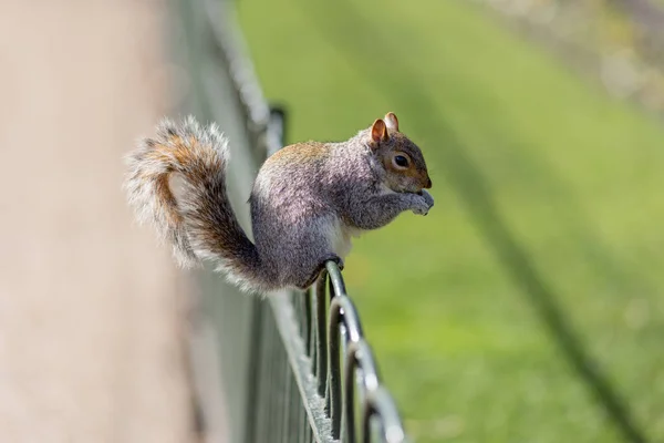 Eastern Gray Squirrel Sciurus Carolinensis Enjoys Snack — Stock Photo, Image