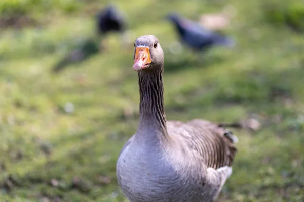 Graylag Goose Standing Grassy Field — Stock Photo, Image