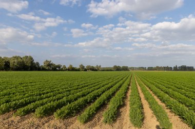 Havuç ekimi. Sırayla havuç yetiştirme.