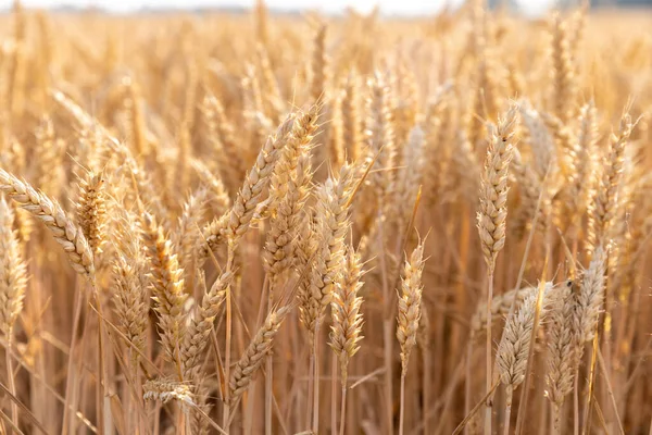 stock image Rich harvest wheat field. Ears of golden wheat closeup.