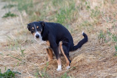 Köpek çayıra sıçıyor.