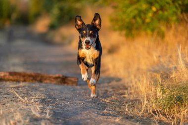 Beautiful dog running in a field on sunset
