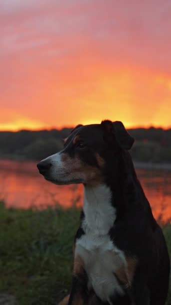 Portret Van Heerlijke Hond Kleurrijke Zonsondergang Ochtend Appenzeller Sennenhund — Stockvideo