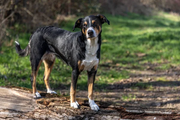 Appenzeller Sennenhund Hond Staand Een Boomstam — Stockfoto
