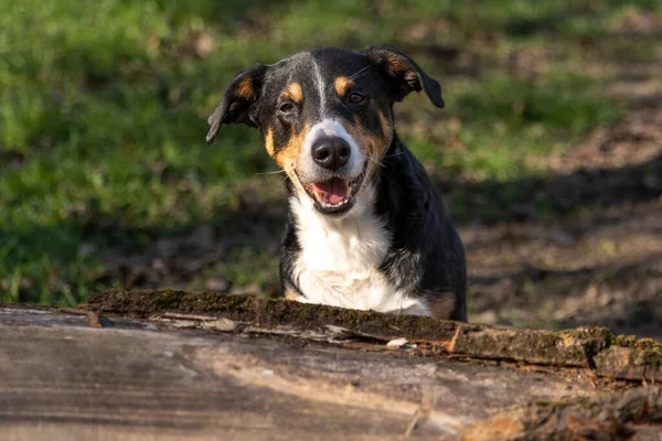 Appenzeller Mountain Dog Portret Van Een Hond Close — Stockfoto