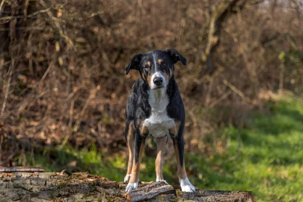 Портрет Собаки Стоящей Упавшем Стволе Дерева — стоковое фото