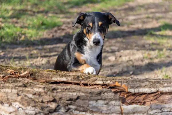 Ağacın arkasında saklanan sevimli köpek, appenzeller Sennenhund