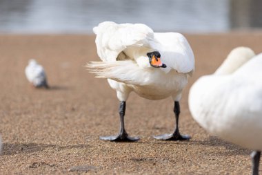 Gölün etrafında beyaz bir kuğu dolaşıyor.