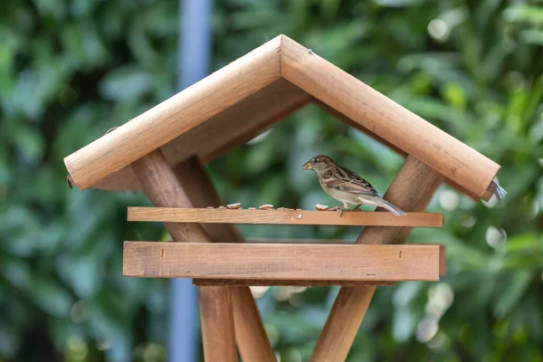 A bird in a bird house in a garden