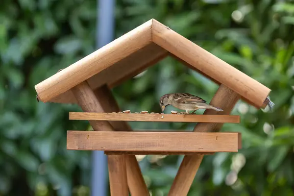 A bird in a bird house in a garden