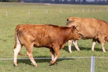 Kahverengi Avrupa ineği kırsalda çimlerin üzerinde yürüyor.