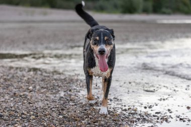 Sahilde koşan üç renkli güzel köpek.