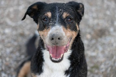 Köpek burnunda kumla kameraya bakıyor.