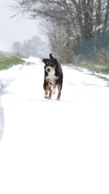 Mutlu Köpek karda koşar (Appenzeller Sennenhund) 