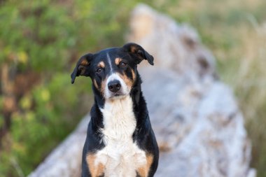 Appenzeller Sennenhund. The dog is standing in the park in spring. Portrait of a Appenzeller Mountain Dog clipart