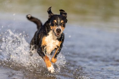 appenzeller dağ köpeği suya atlıyor, sennenhund