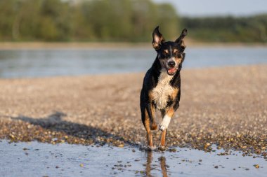 appenzeller dağ köpeği suya atlıyor, sennenhund