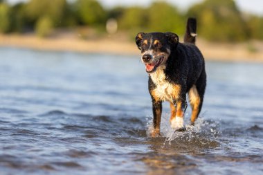 appenzeller dağ köpeği suya atlıyor, sennenhund