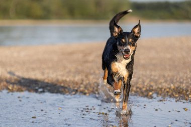 appenzeller dağ köpeği suya atlıyor, sennenhund