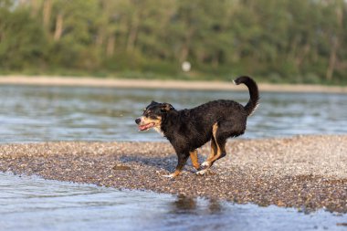 appenzeller dağ köpeği suya atlıyor, sennenhund