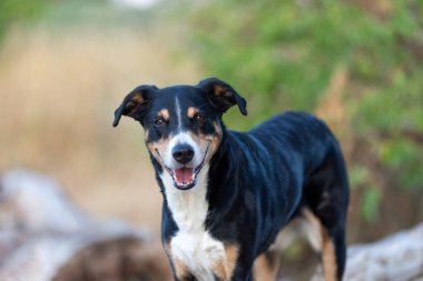 Meze Şennenhund. Köpek ilkbaharda parkta duruyor. Appenzeller Dağ Köpeği Portresi