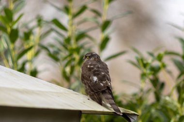 Yırtıcı kuşlar - Genç Atmaca (Accipiter nisus)