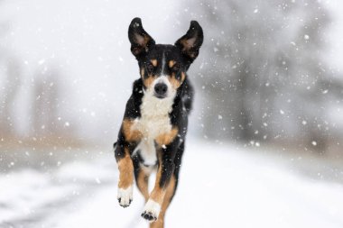 Karda Zıplayan Köpek, Gözcü Sennenhund