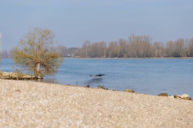 Çakıl taşlı bir sahil manzarası, deniz kenarında yalnız bir ağaç ve su yüzeyinde kanatlarını kurutan bir kuş. Arka planda, bir ördek nehir kıyısında süzülüyor, ağaçlar uzak kıyılarda ve açık mavi gökyüzü tepemizde.
