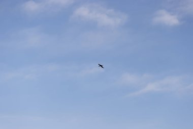 Gökyüzünde süzülen yalnız bir kuş, yumuşak, dağınık bulutların bir zeminine ve dingin mavi gökyüzüne karşı süzülüyor. Görüntü özgürlüğün özünü ve doğadaki uçmanın güzelliğini yakalar..