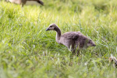 A single fluffy gosling stands in tall grass, pecking at the gro clipart