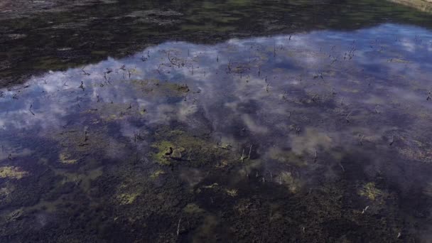 Ciconia Nigra Cicogna Nera Una Palude Naturale Bulgaria — Video Stock