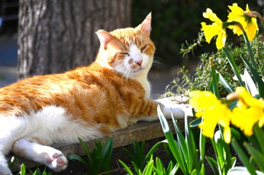 Çiçek açan nergislerin arasında güneşlenen tembel kırmızı kedi. Bu kurnaz kedi hareketli bir şehirde en huzurlu ve sıcak yeri buldu..