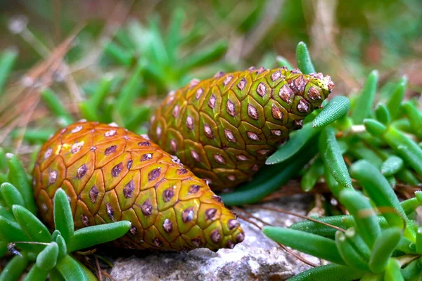Fırtınada düşen iki büyük güzel koni, solmuş iğneler ve yeşil suluların yanında bir Pinus Massoniana 'nın altında yatıyor..