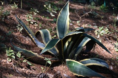 Devamlı çeşitlendirilmiş agave americana büyük, kalın ve sert yapraklarla uzun çam ağaçlarının gölgesinde yetişir ve yerel manzarayı süsler..