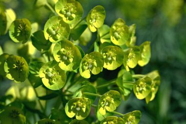 Euphorbia cyparissias, spurge, parlak yeşil çiçekli tıbbi bitki sıcak güney güneşinin altında bir çayırda yetişiyor..