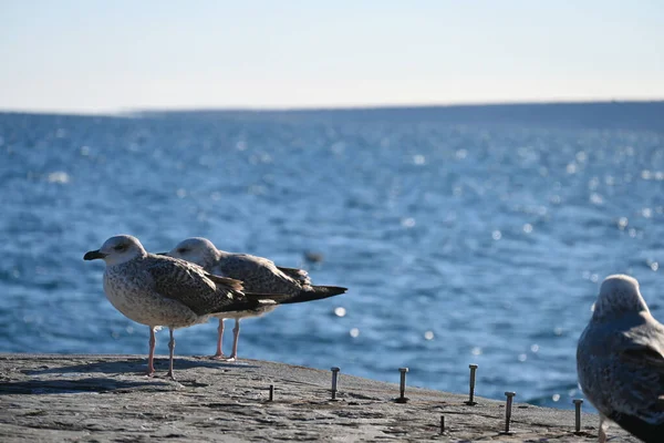 Genç martılar, Larus Argentatus, batan güneşin ışınlarıyla taş bir iskelede dinlenmek için uçtular. Genç kuşlar tüylerini sadece yaşamlarının dördüncü yılında değiştirirler..