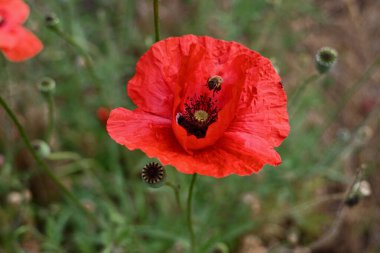 Güneşli bir yaz gününde çiçek açan kırmızı bir gelincik aromasıyla küçük bir arı, bal yapmak için nektar toplamakla meşgul. Bir karınca gelincik yaprağının üzerinde oturuyor ve karınca yuvasına getirecek bir şey arıyor..