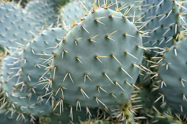 Plantacja Dużych Kłujących Kaktusów Kaktusów Rosnących Wybrzeżu Pod Jasnym Ciepłym — Zdjęcie stockowe